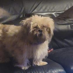 Lost Male Dog last seen Fulton/Kelley, Houston, TX 77009