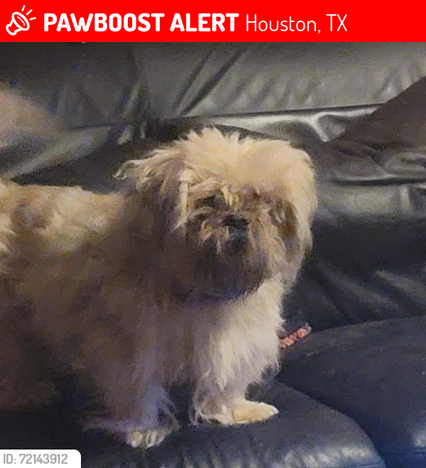 Lost Male Dog last seen Fulton/Kelley, Houston, TX 77009