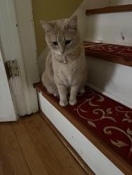 Reunited Female Cat last seen Lawrence/ Austin, Chicago, IL 60630
