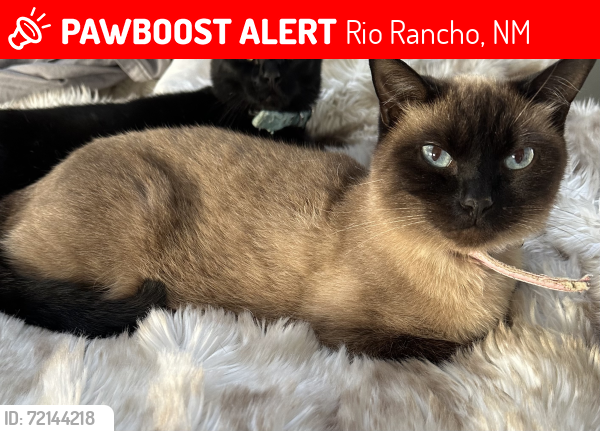 Lost Female Cat last seen 19th Ave and Golf Course , Rio Rancho, NM 87114