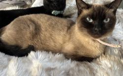 Lost Female Cat last seen 19th Ave and Golf Course , Rio Rancho, NM 87114