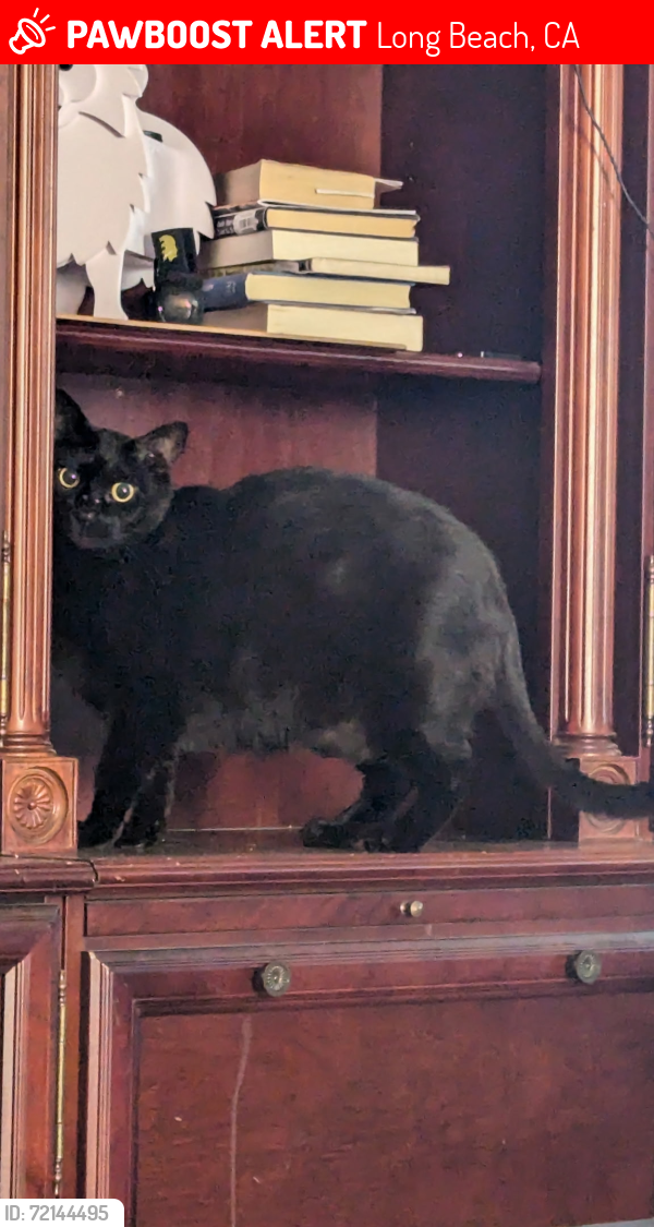 Lost Male Cat last seen Wardlow and Stevely, Long Beach, Long Beach, CA 90815