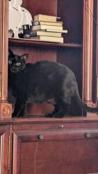 Lost Male Cat last seen Wardlow and Stevely, Long Beach, Long Beach, CA 90815