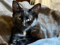Lost Female Cat last seen Oakland Chase/ Timber Rise, Memphis, TN 38125