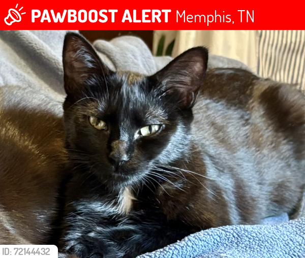 Lost Female Cat last seen Oakland Chase/ Timber Rise, Memphis, TN 38125