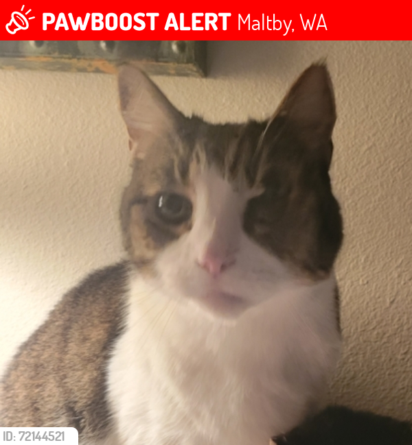 Lost Female Cat last seen 212th St SE, Maltby, WA 98296