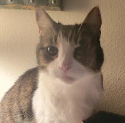 Lost Female Cat last seen 212th St SE, Maltby, WA 98296