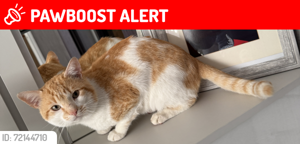 Lost Male Cat last seen Beaconsfield road, strensham road, strensham Hill, Oakfeild road, edgbaston road, Balsall Heath, England B12 9PH