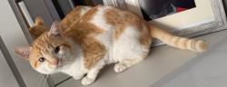Lost Male Cat last seen Beaconsfield road, strensham road, strensham Hill, Oakfeild road, edgbaston road, Balsall Heath, England B12 9PH