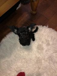 Lost Male Dog last seen botany bay dr, Dallas, TX 75211