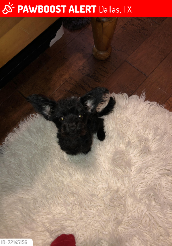Lost Male Dog last seen botany bay dr, Dallas, TX 75211