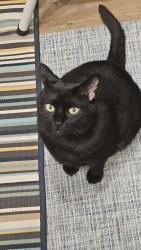 Lost Male Cat last seen Near Maple St #111, Port Coquitlam, BC V3C 0B4, Port Coquitlam, BC V3C 0E2
