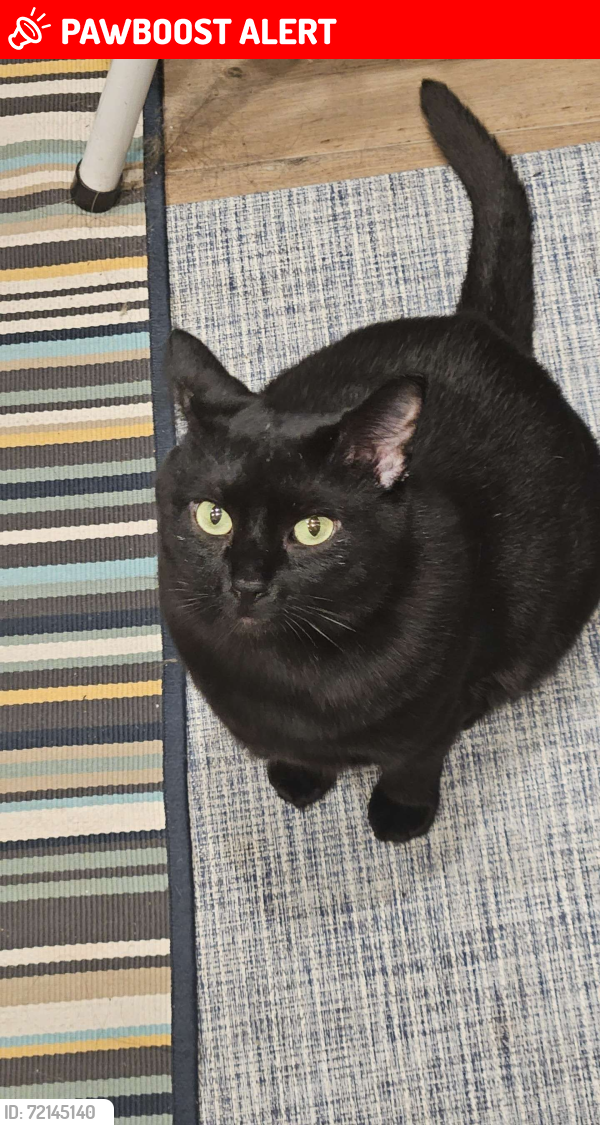 Lost Male Cat last seen Near Maple St #111, Port Coquitlam, BC V3C 0B4, Port Coquitlam, BC V3C 0E2