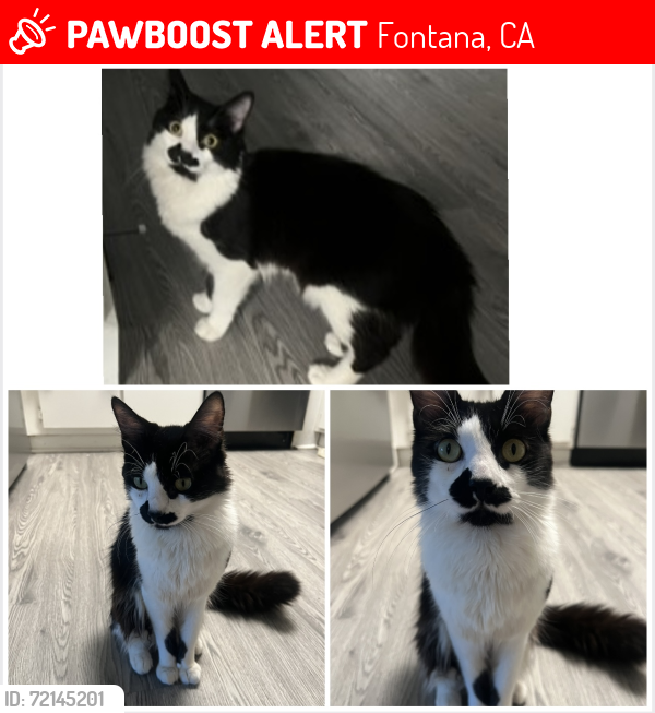 Lost Male Cat last seen Mapas Kraft Ln. /woodcrest Dr., Fontana, CA 92337