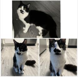 Lost Male Cat last seen Mapas Kraft Ln. /woodcrest Dr., Fontana, CA 92337