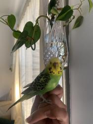 Lost Unknown Bird last seen Waiehu Terrace, Wailuku, HI 96793