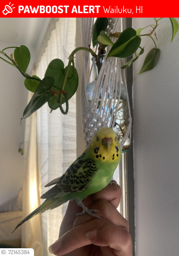 Lost Unknown Bird last seen Waiehu Terrace, Wailuku, HI 96793