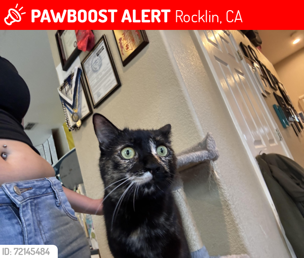 Lost Female Cat last seen Stratton court Rocklin California , Rocklin, CA 95765