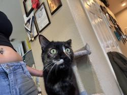 Lost Female Cat last seen Stratton court Rocklin California , Rocklin, CA 95765