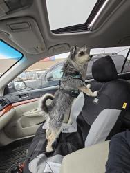 Lost Male Dog last seen Unk, San Diego, CA 92037