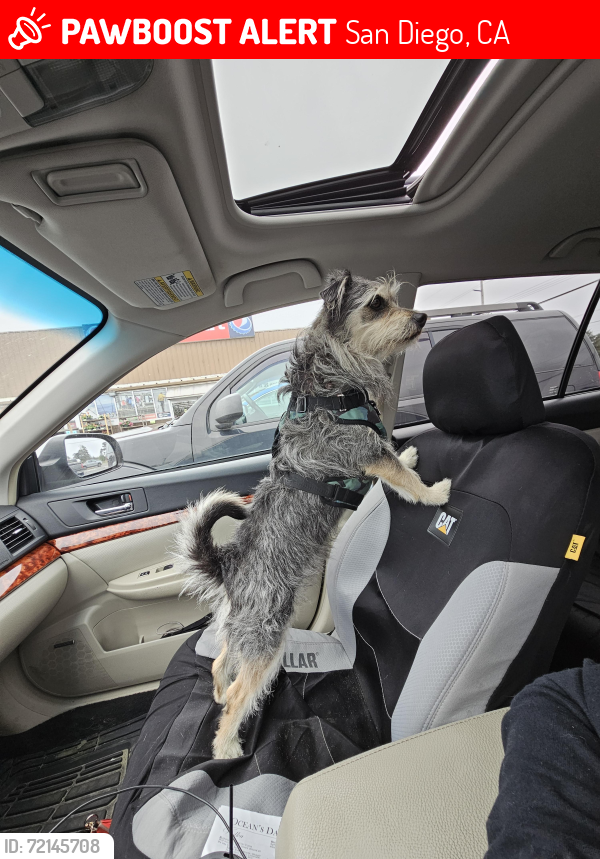 Lost Male Dog last seen Unk, San Diego, CA 92037