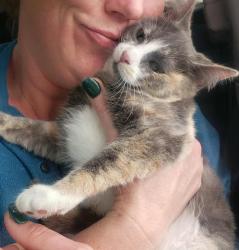 Lost Female Cat last seen Huron & w 96th, Thornton, CO 80260