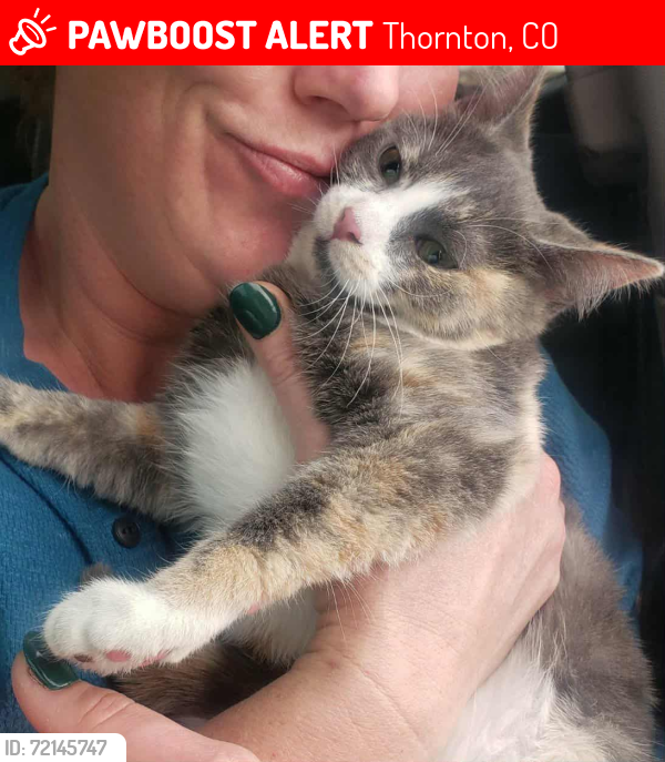 Lost Female Cat last seen Huron & w 96th, Thornton, CO 80260