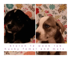 Lost Female Dog last seen Near Ballance Farm Rd St Paul NC, Saint Pauls, NC 28384