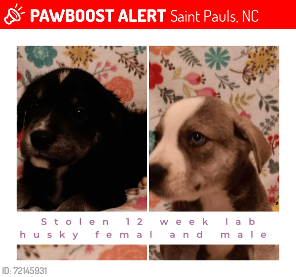 Lost Female Dog last seen Near Ballance Farm Rd St Paul NC, Saint Pauls, NC 28384