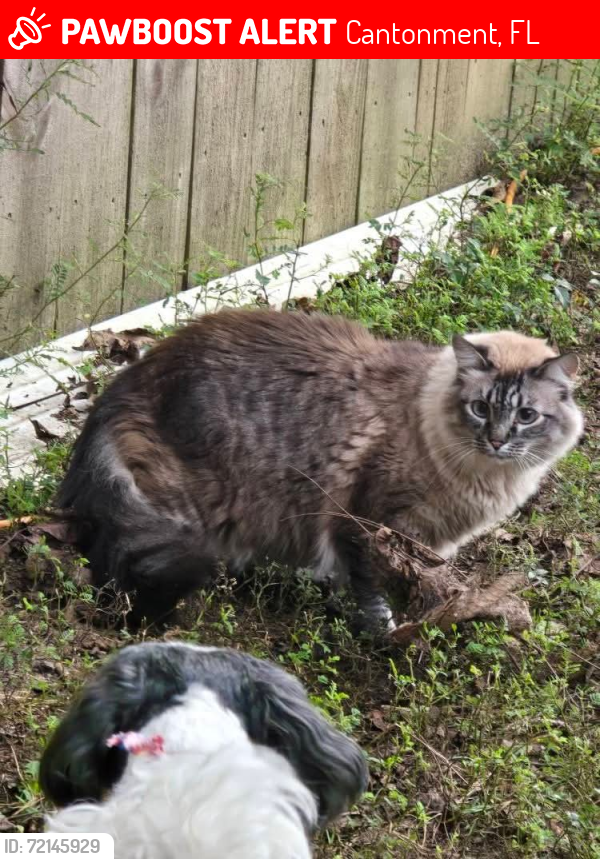 Lost Male Cat last seen Mckenzie  and smyers road in the cottage hill area, Cantonment, FL 32533
