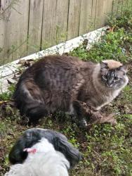 Lost Male Cat last seen Mckenzie  and smyers road in the cottage hill area, Cantonment, FL 32533