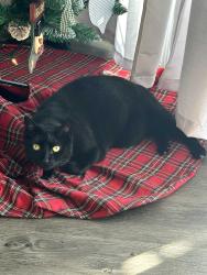 Lost Male Cat last seen Beacon Pt Blvd & Belcher Rd, Palm Harbor, FL 34683