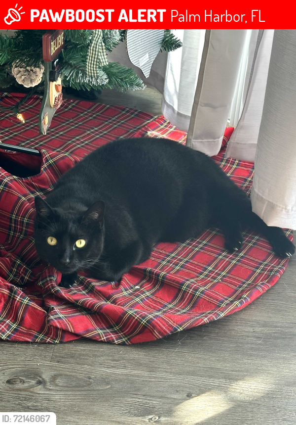 Lost Male Cat last seen Beacon Pt Blvd & Belcher Rd, Palm Harbor, FL 34683