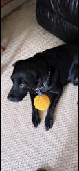 Lost Male Dog last seen Elizabeth Lake Rd and Williams Lake Rd, White Lake Township, MI 48386