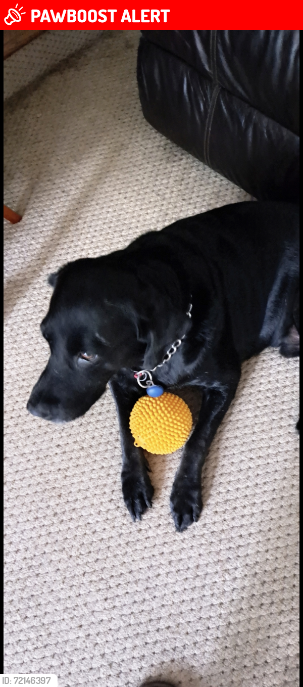 Lost Male Dog last seen Elizabeth Lake Rd and Williams Lake Rd, White Lake Township, MI 48386