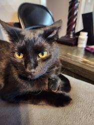 Lost Male Cat last seen Surrey Hills Elem School area, Yukon, OK 73099