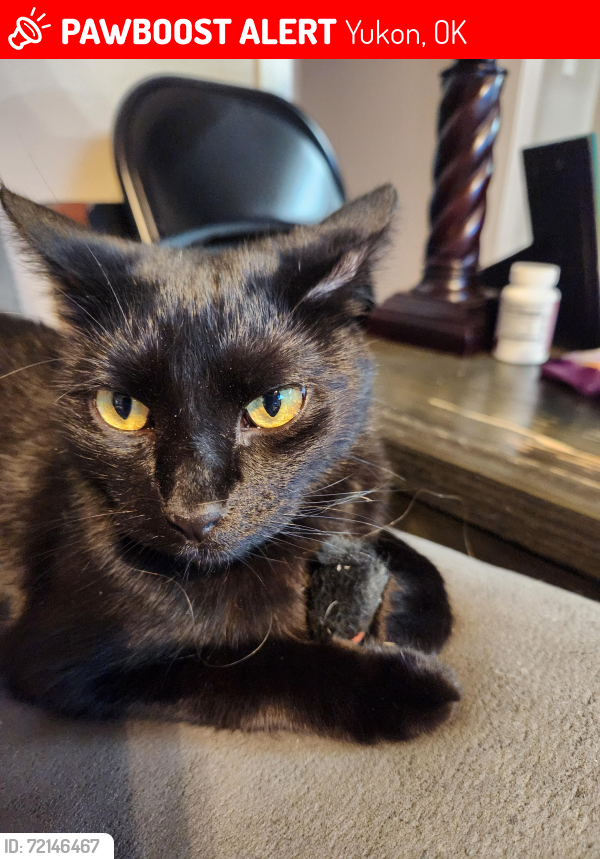 Lost Male Cat last seen Surrey Hills Elem School area, Yukon, OK 73099