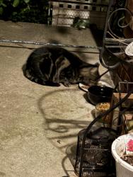 Reunited Unknown Cat last seen Shop Rite , West Deptford, NJ 08051