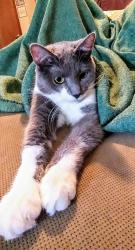 Lost Female Cat last seen Foster and 100th Pl, Overland Park, KS 66212