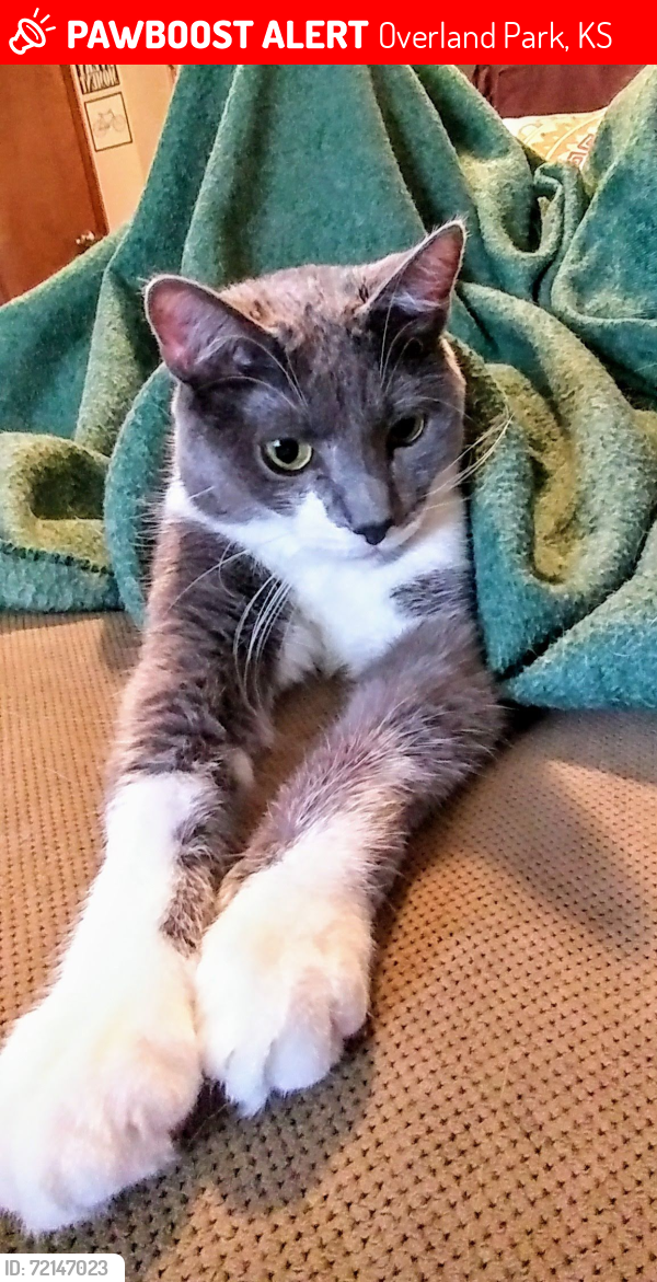 Lost Female Cat last seen Foster and 100th Pl, Overland Park, KS 66212
