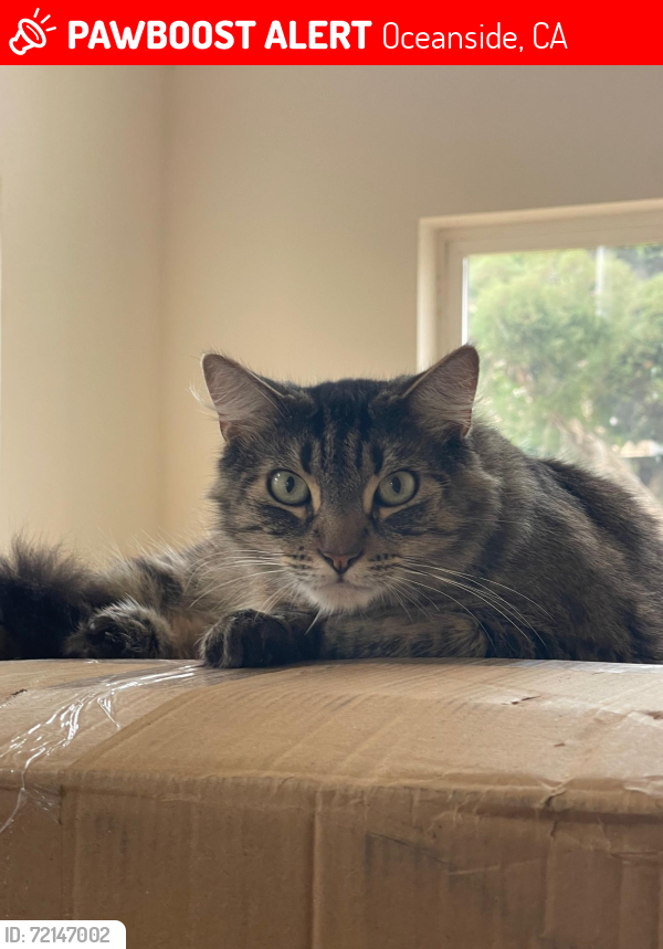 Lost Male Cat last seen Melrose & Spur near Mission Meadows Elementary School, Oceanside, Oceanside, CA 92057