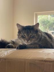 Lost Male Cat last seen Melrose & Spur near Mission Meadows Elementary School, Oceanside, Oceanside, CA 92057