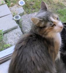 Lost Female Cat last seen 1st Street Oneida, Pennsylvania, Oneida, PA 18242
