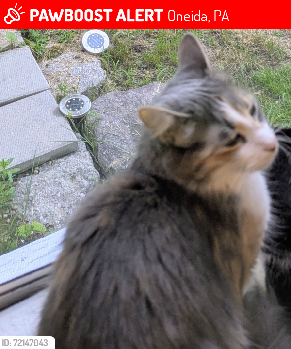 Lost Female Cat last seen 1st Street Oneida, Pennsylvania, Oneida, PA 18242
