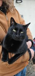 Lost Male Cat last seen Fleetwood Dr SE, Atlanta, GA 30316