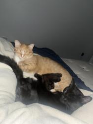 Lost Male Cat last seen 209th at 123rd, Maple Ridge, BC 