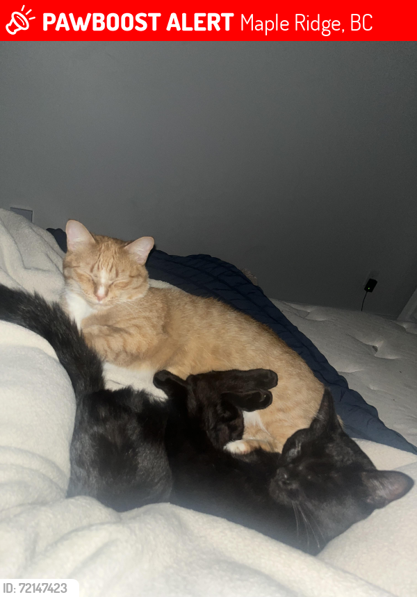 Lost Male Cat last seen 209th at 123rd, Maple Ridge, BC 