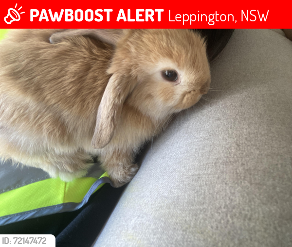 Missing One Rabbit Leppington, NSW Lost Male Rabbit, Caio Is Missing | PawBoost