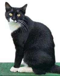 Lost Female Cat last seen McKinley/ Vista Ranch Rd, Corona, CA 92879