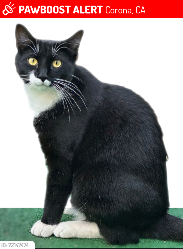 Lost Female Cat last seen McKinley/ Vista Ranch Rd, Corona, CA 92879